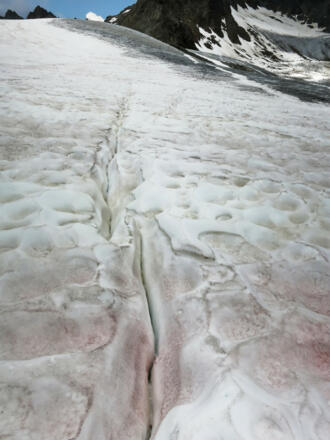 Spaltenspur im Altschnee mit roten Kaltwasseralgen