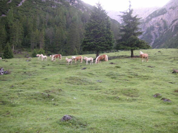 Weidetiere; Haflinger
