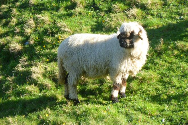 Schaf am Hüttenzustieg