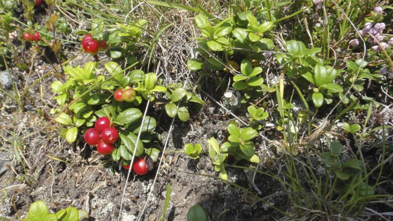 Reife &quot;Grant&#039;n&quot; erfreuen jeden Wanderer.