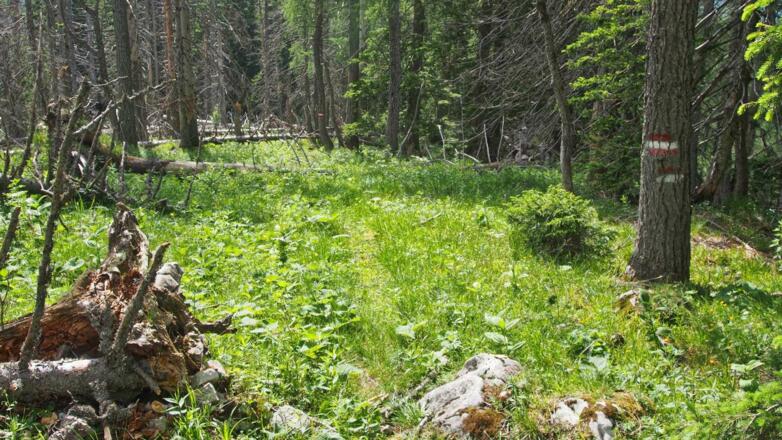 Kammweg entlang des Langfirsts