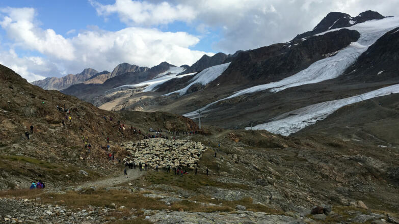 Schafherde an der Landesgrenze zu Südtirol