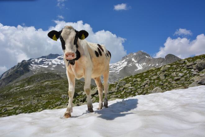 Kuh am Pfitscher Joch