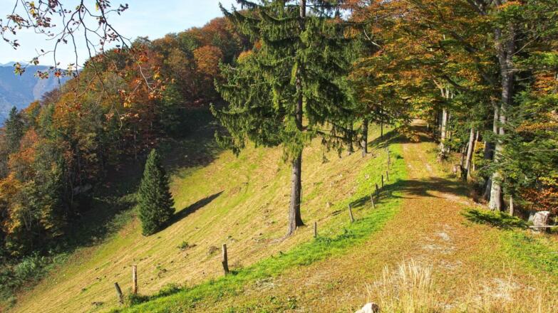 Von der großen Wiese aus kann man den Schiefersteingipfel erblicken (hier hinter den Bäumen rechts versteckt)