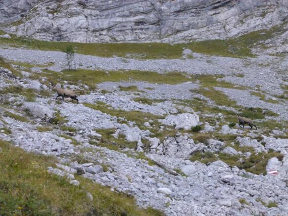 Gämsen beim Aufstieg zum Lamsenjoch 