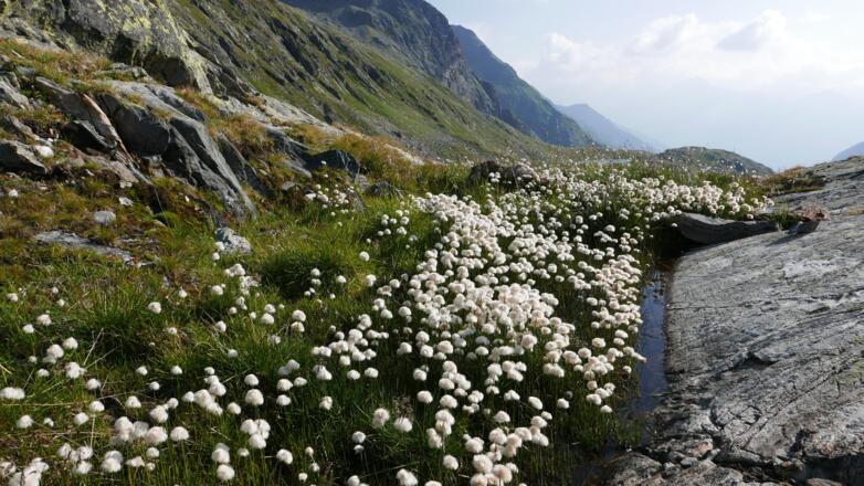 Wollgras an der Hütte