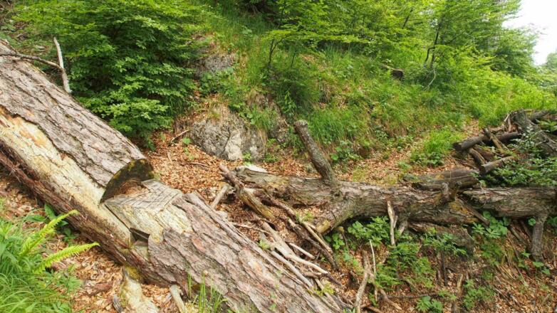Wegmacherspuren am schmalen, spärlich bewarteten Steig
