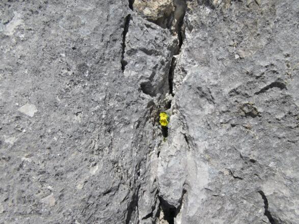 rauer Kalk mit Rissen und kleinen Verzierungen