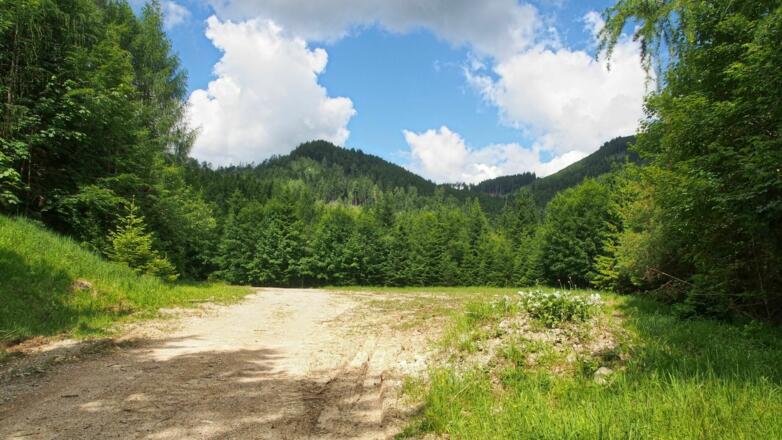 Anhöhe entlang der oberen Forststraße