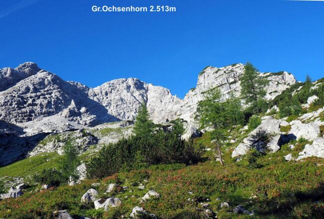 Almrausch unter dem Biwak um 1650m