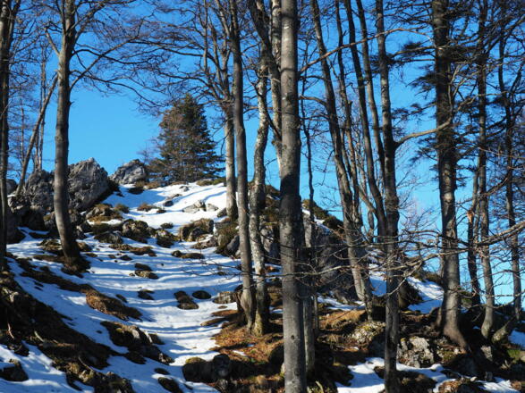 Schlussanstieg Hochedl um 1400m