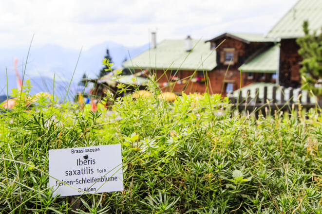 Alpenpflanzengarten der Vorderkaiserfeldenhütte