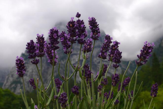 Lavendel