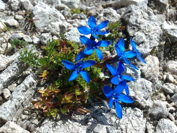 Blumen als Überlebenskünstler im kargen Fels