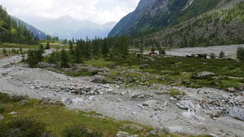 Pferde im Gradenmoos