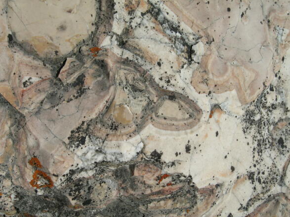 Versteinerungen im Karst