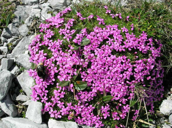 Blumenpracht im Karst