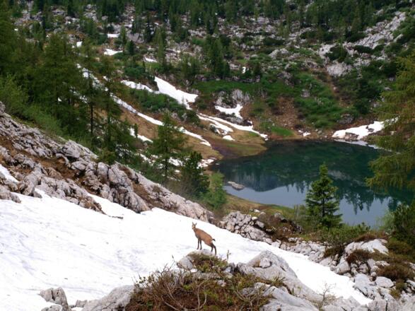 Elmsee mit Gams am Schneefeld