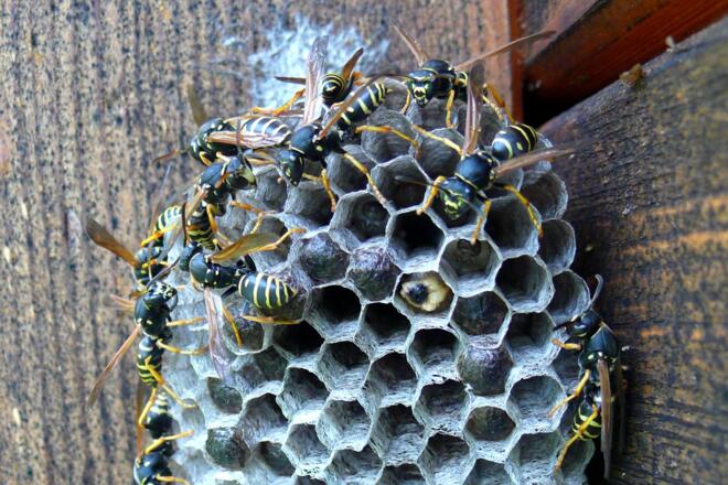 Wespennest