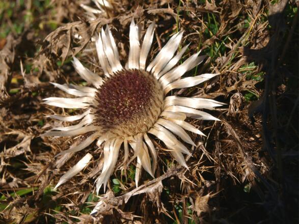 Strohblume am Direktanstieg auf 1980m