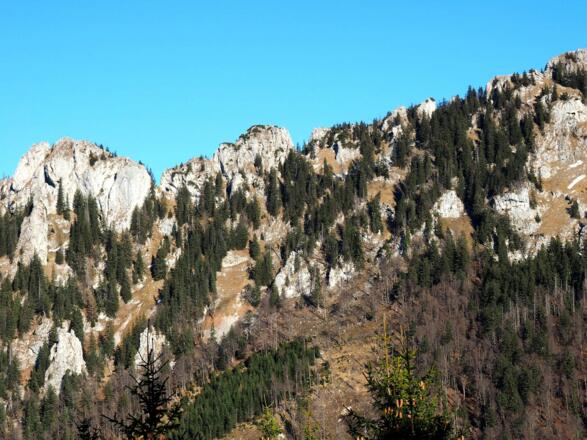 Forstweg 980m mit Falkenmauerblick