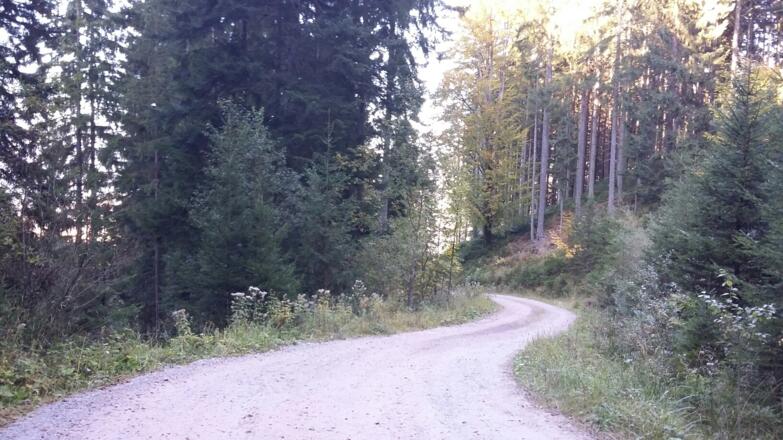Gut ausgebaute Forststrasse nach Bruckhäusl