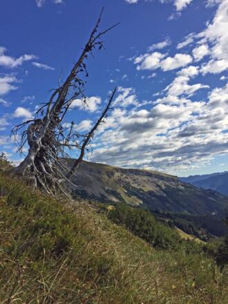 Blick zum Hohen Ifen