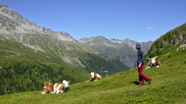 Der Aufstieg verläuft anfangs über Almgelände