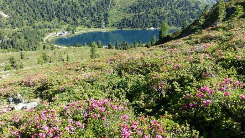Aufstieg während der Almrosenblüte; unten der Obersee
