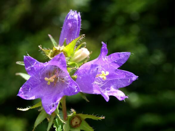 Bart Glockemblumen um 1000m