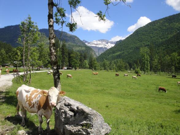Im Sommer wird man bei der Ankunft in der Rettenbachalm sofort begrüßt.