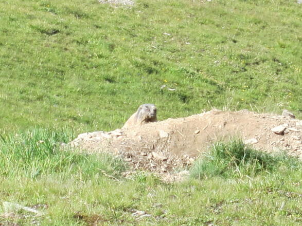 Murmel (18. August 2013)