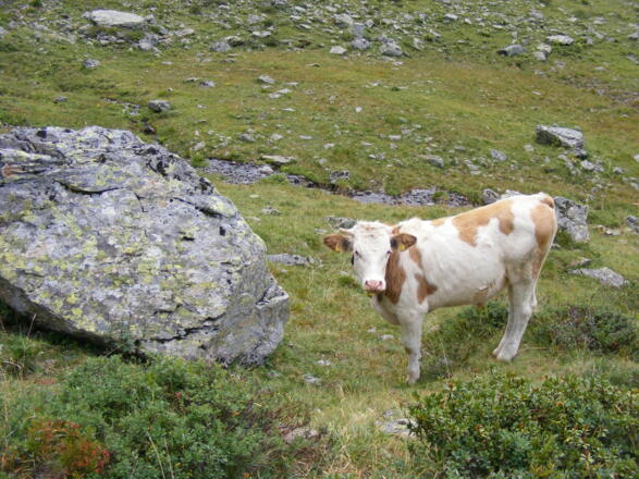 neugierig, aber harmlos 