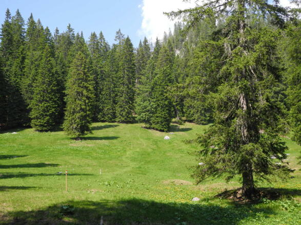 Über eine feuchte Wiese mit Markierungspfosten geht es dem Beerensattel zu