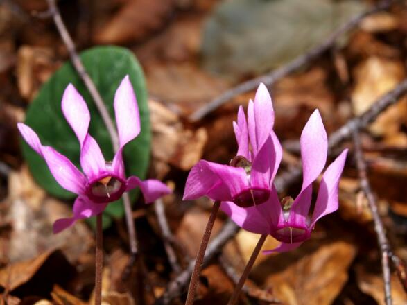 Alpenveilchen im Bergwald