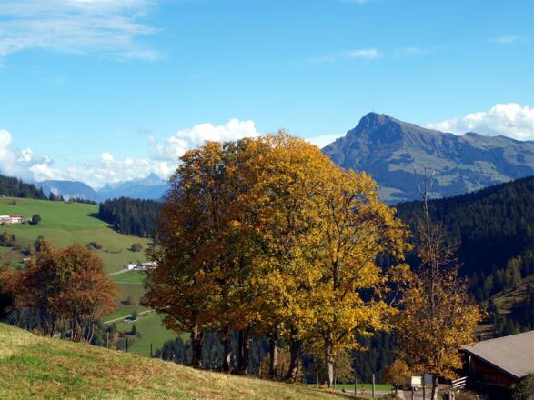 Blick zum Kitzbüheler Horn 1200m