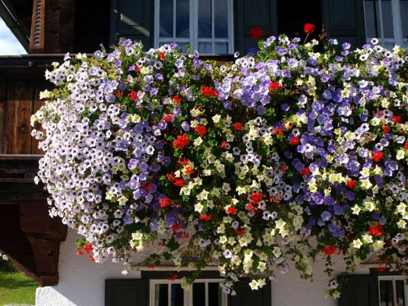 Balkonblumen am Bergdoktorhaus in Ellmau