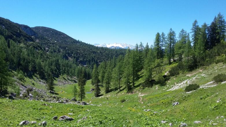 Kurz nach der ersten Weggabelung zum Wildenkogel