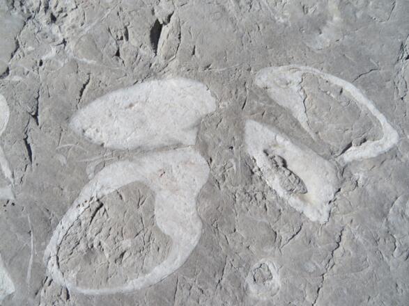 Tag 1: Abstecher, auf dem Weg zum Gosaugletscher. man sieht sie häufig, die Kuhtrittmuscheln oder Megalodonten 