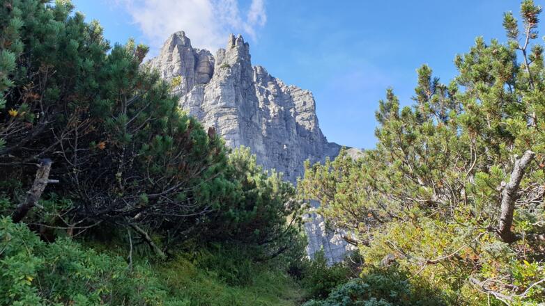 Die schroffe Nordwand der Serles. Bequem ausgeschnittene Latschengassen erleichtern den Aufstieg