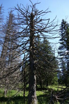 Vor Jahren war der Käfer da