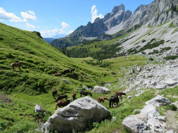 Tag 2: Aufatmen &quot;Auf dem Rinderfeld&quot; der alpine Abschnitt hinter uns!