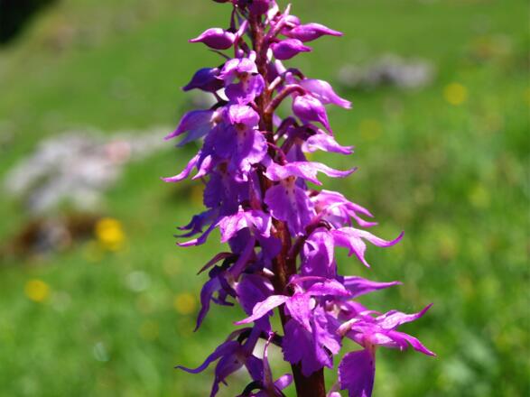 Knabenkraut bei der Traunwandalm