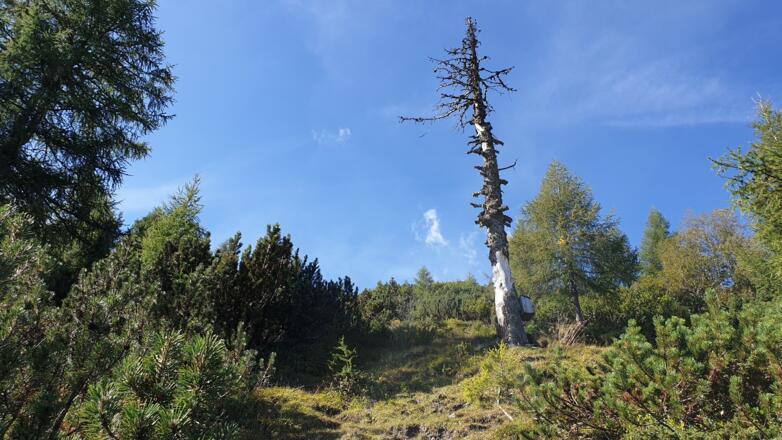 Bei diesem markanten Baum ist man richtig. Immer gerade aus hinauf