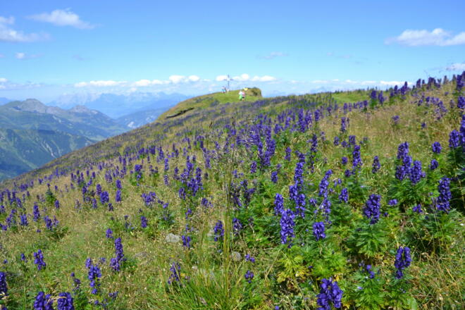 Blauer Eisenhut in Hülle und Fülle am Frauenkogel - Achtung: ganze Pflanze sehr giftig!