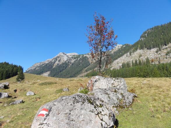 Über Wiesen zur Hintereggeralm - hinten der Nazogel