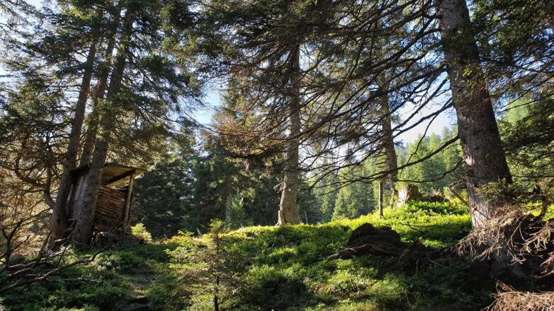 Zu diesem Hochstand bei einer kleinen Lichtung