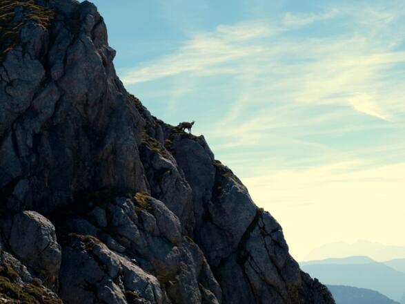 Gams am Gamsfeld 2027m