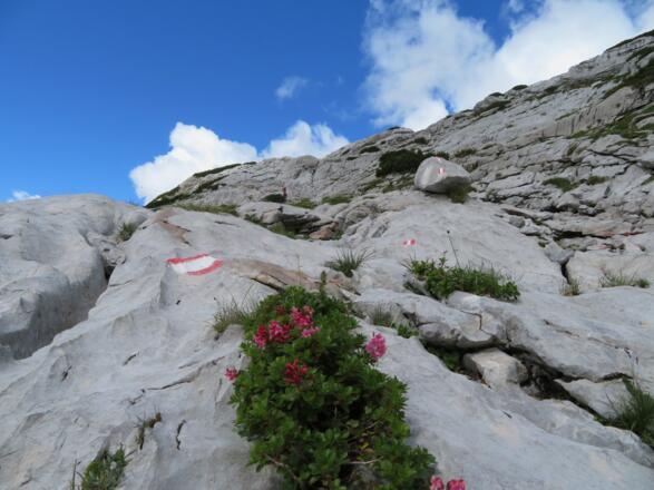 Tag 1: Eher untypisch, die Almrosen im Fels