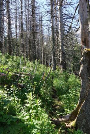 Weg von Feichtauhütte auf Haltersitz